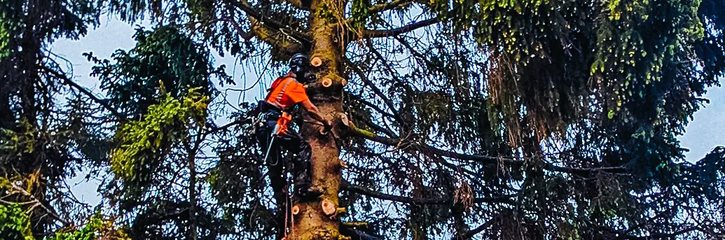 Tree surgery