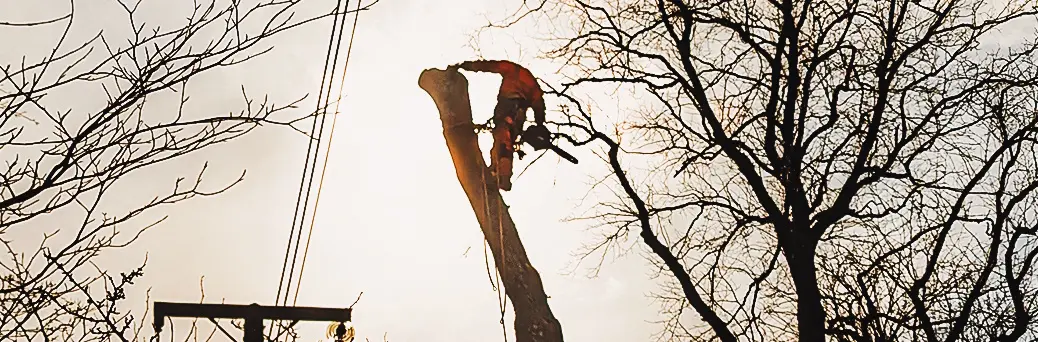 Utility arboriculture