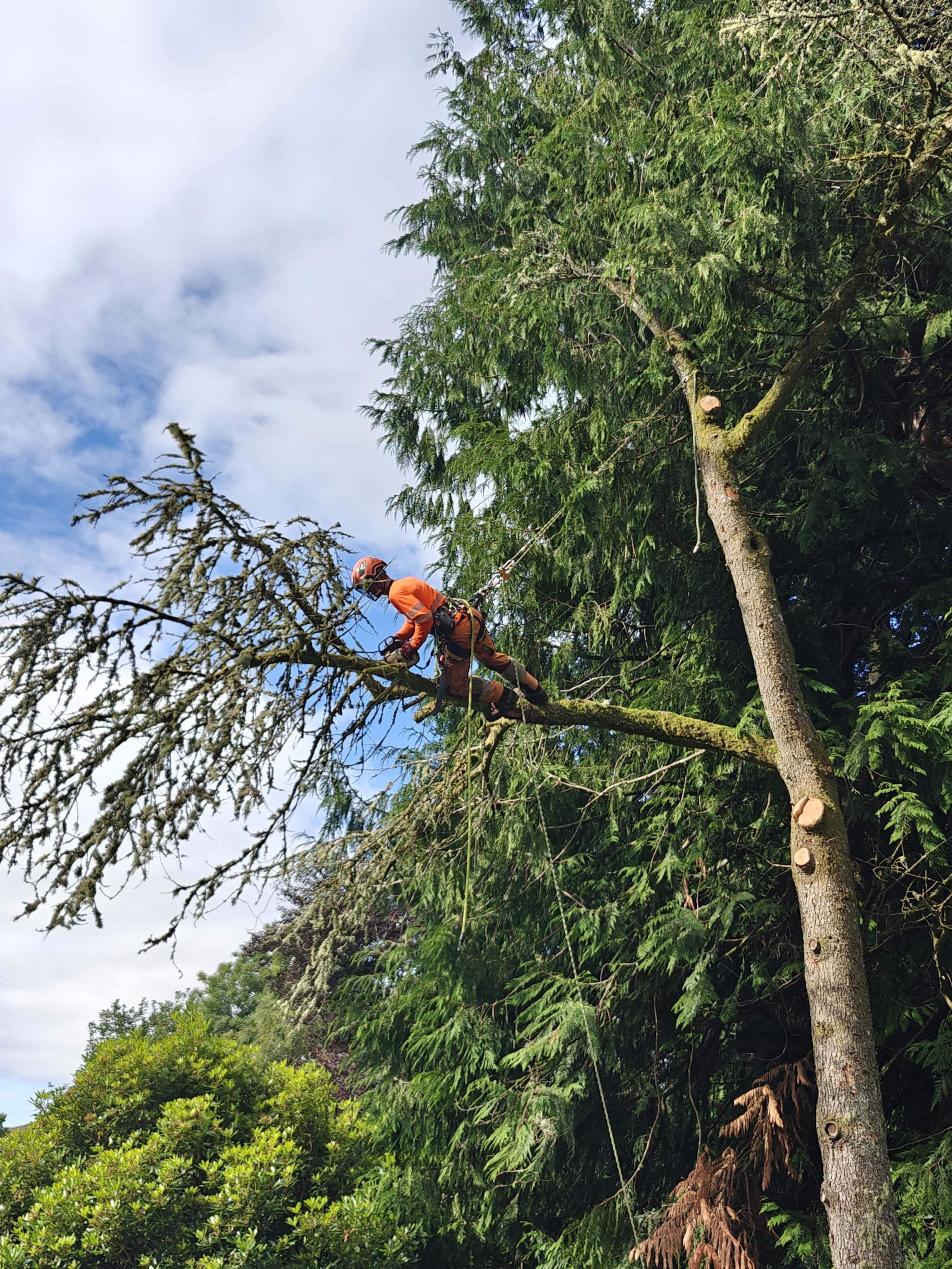 Domestic tree surgery