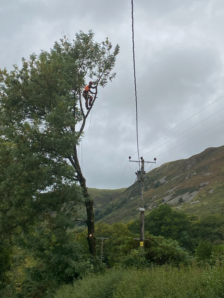 Utilities vegetation management